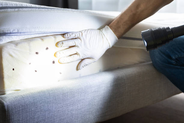 Best Flea Control Services  in Brooklyn, OH