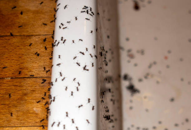 Best Affordable Pest Control Services  in Brooklyn, OH