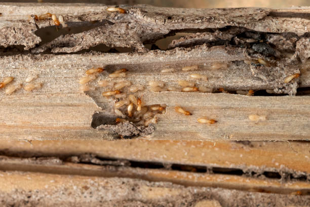 Best Pest Inspection Near Me  in Brooklyn, OH
